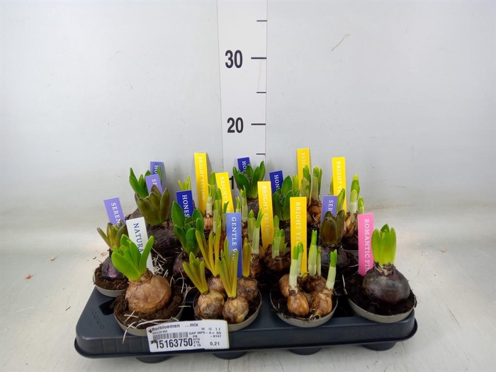 <h4>Bolbloemen   ...mix</h4>