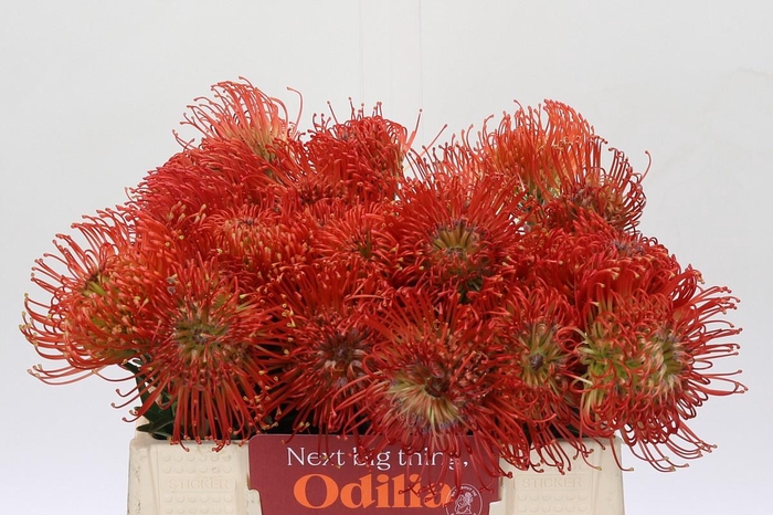 <h4>Nutans Succession</h4>