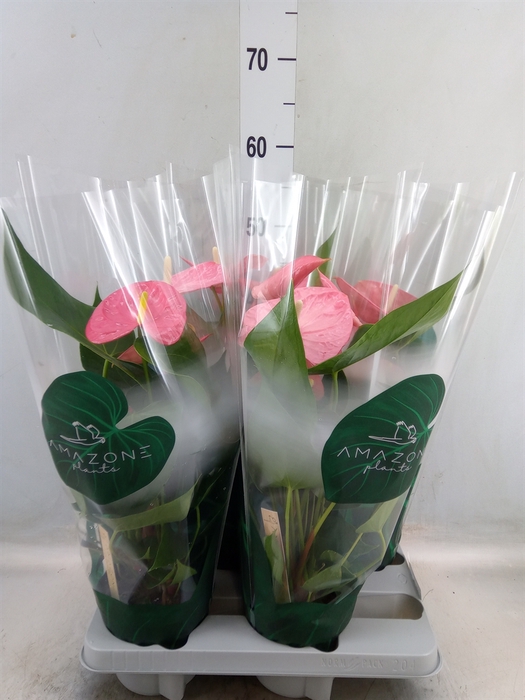 <h4>Anthurium andr. 'Colorado'</h4>