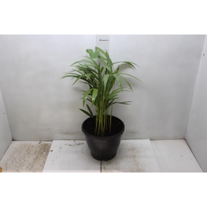 ARECA BAMBU P24