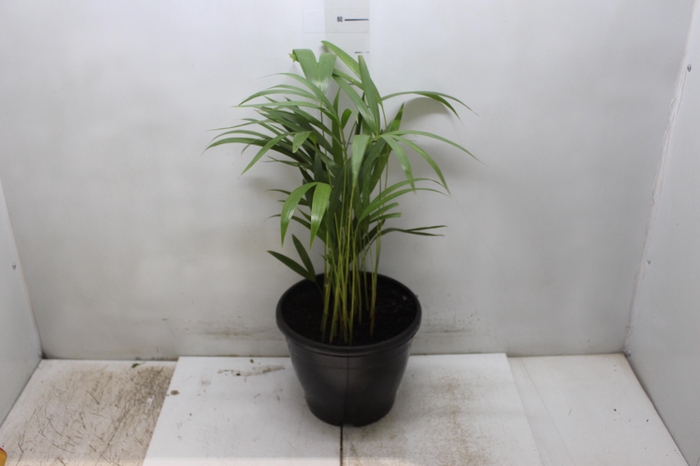 <h4>ARECA BAMBU P24</h4>