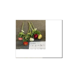AF Ranunculus L51cm Yellow