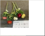 <h4>AF Ranunculus L51cm Yellow</h4>