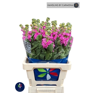 MATTH IRON DEEP PINK