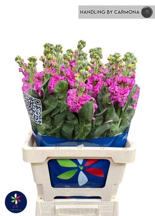 <h4>MATTH IRON DEEP PINK</h4>