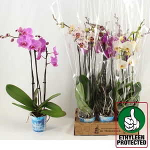 PHAL GEM 4 KL