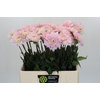 Dahlia Silver Years