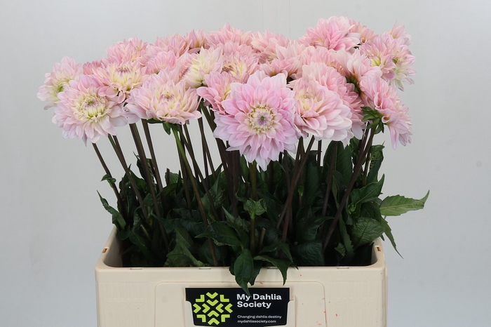 Dahlia Silver Years