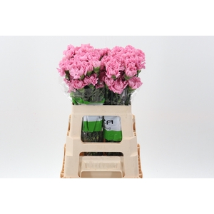 Di St Lavender Lotus 60cm