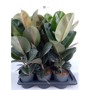 Ficus elastica 'Robusta'
