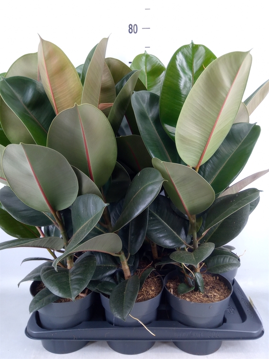 <h4>Ficus elastica 'Robusta'</h4>