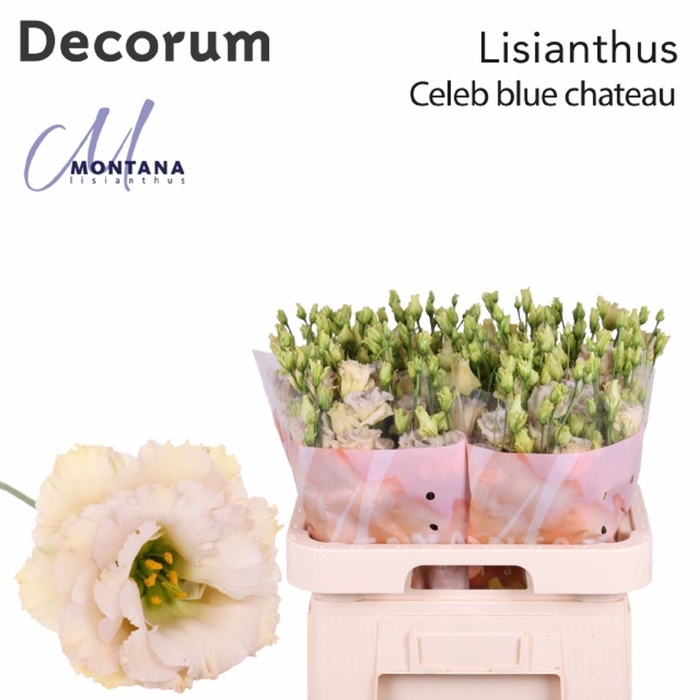 <h4>Lis G Celeb Blue Chateau</h4>