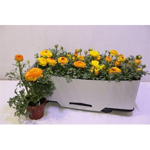 arr8 Ranun Sprink Redyell