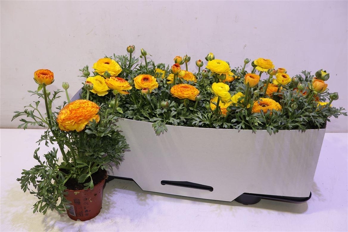 <h4>Ranun Sprink Redyell</h4>