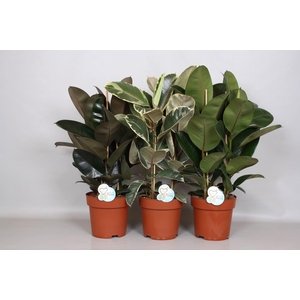 Ficus elas. gemengd 3 soorten