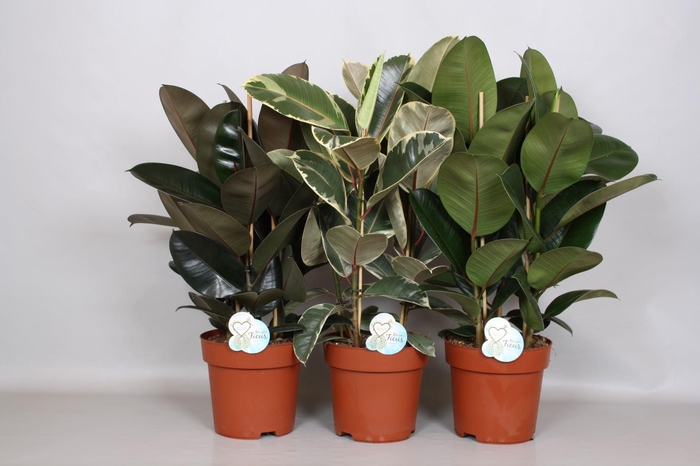 <h4>Ficus elas. gemengd 3 soorten</h4>