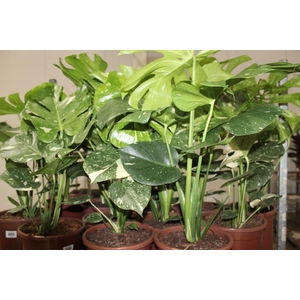 MONSTERA THAI CONSTELLATION P23