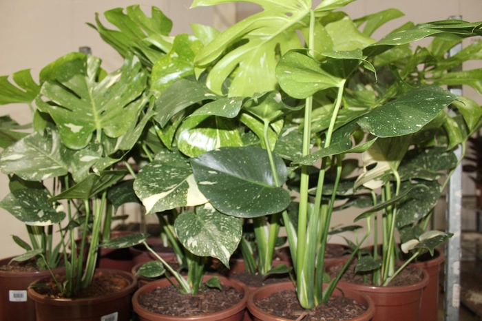 <h4>MONSTERA THAI CONSTELLATION P23</h4>