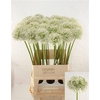 Allium Mount Everest