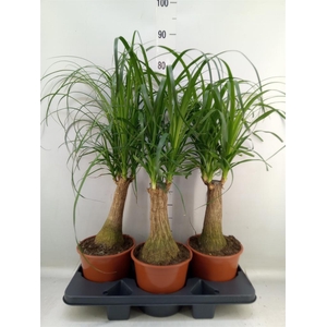 Beaucarnea recurvata