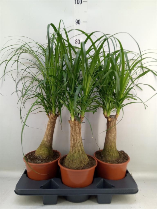 <h4>Beaucarnea recurvata</h4>