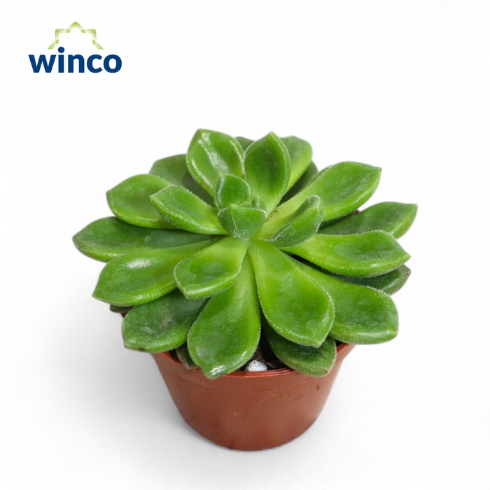 <h4>Echeveria Chubbs</h4>