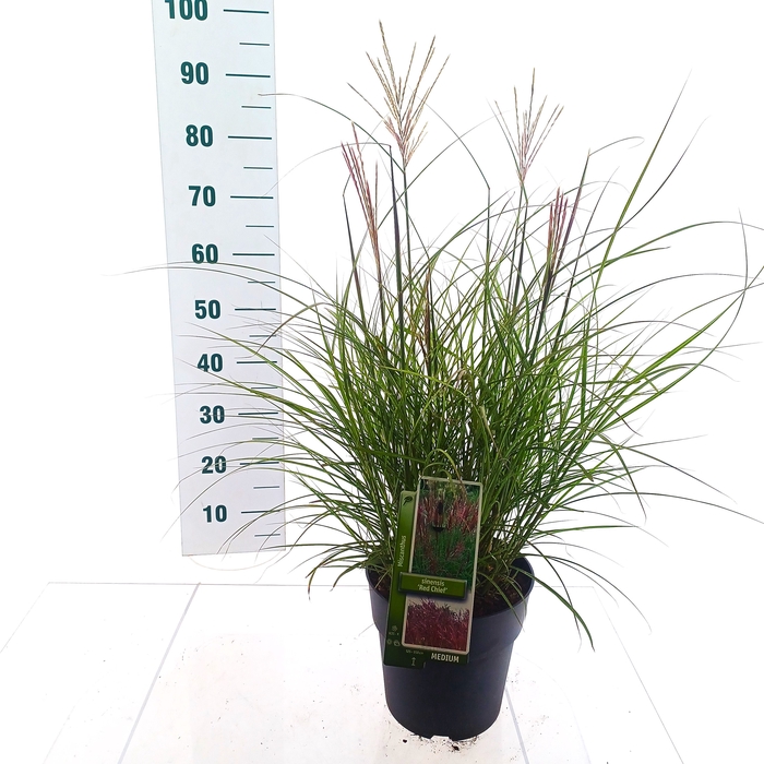 <h4>MISC SINENSIS</h4>