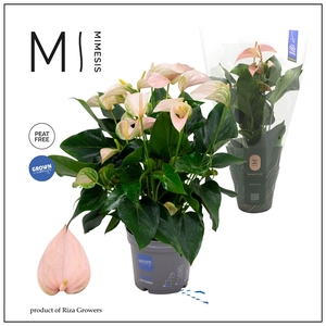 Mimesis Anthurium KARMA Peach - 17cm