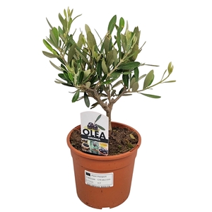 OLEA EUROPAEA