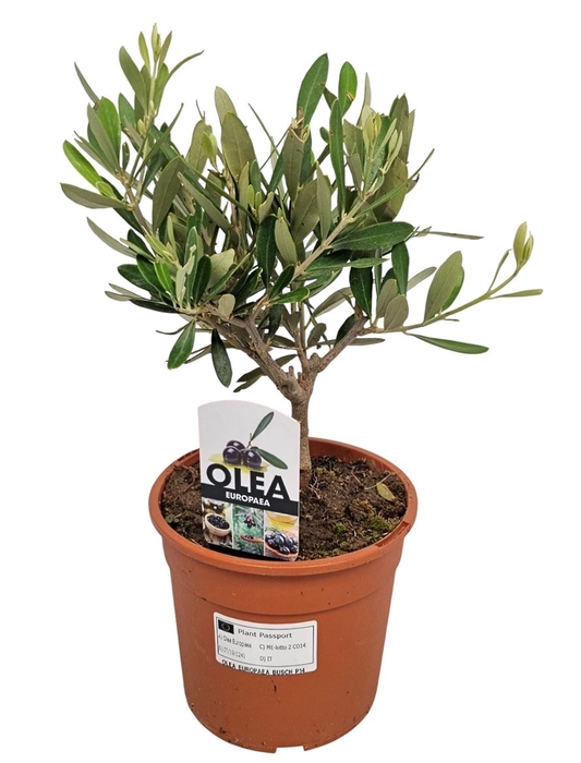 <h4>OLEA EUROPAEA</h4>