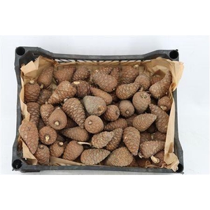DENNENAPPEL H% ST
