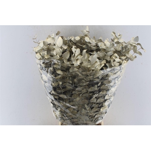 Euca Cinerea Metal White Gold