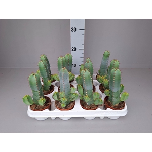 Euphorbia resinifera