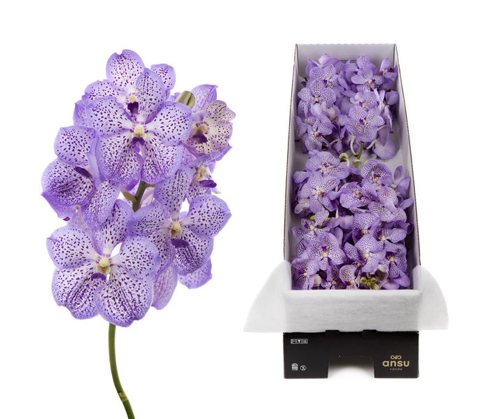 <h4>Vanda 8 tak Mauve Spot 755</h4>