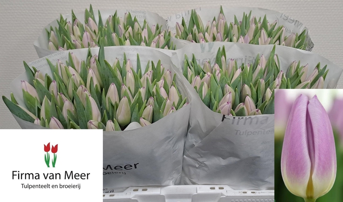 <h4>TU EN ROSE FLAG</h4>