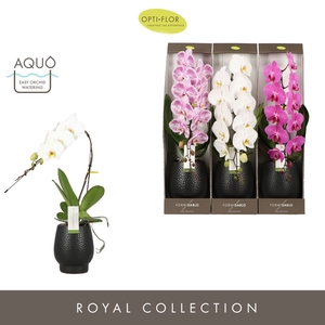 Phalaenopsis   ...mix