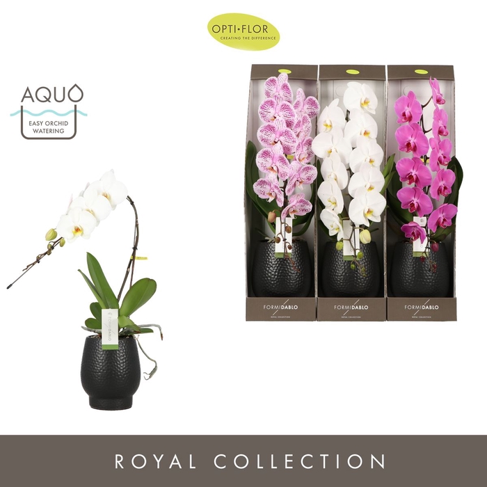 <h4>Phalaenopsis   ...mix</h4>
