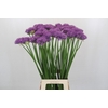 Allium Gladiator