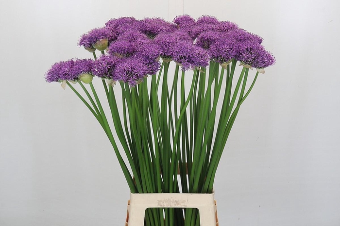 <h4>Allium Gladiator</h4>