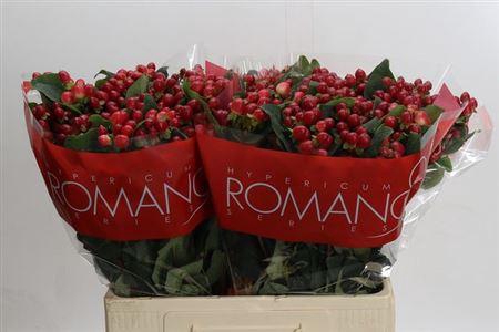 <h4>Hyp True Romance</h4>