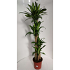 Dracaena overig