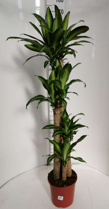 Dracaena overig