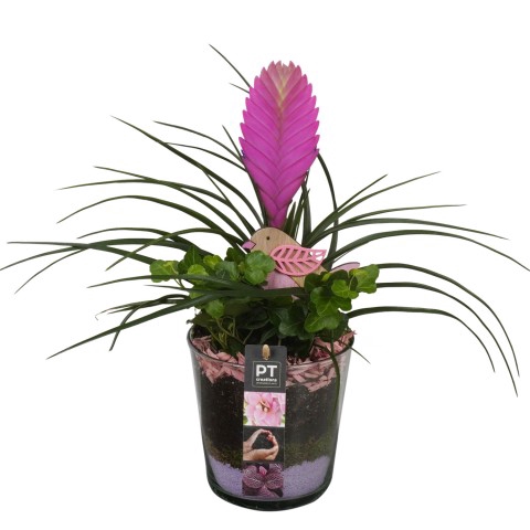 <h4>PTIG6816 Arrangementen kamerplanten</h4>