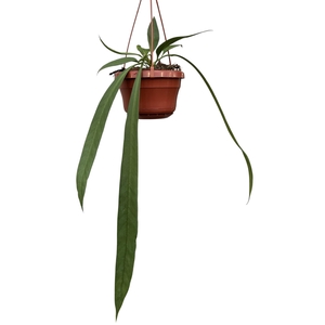 Anthurium Vittarifolium