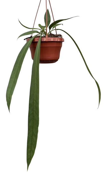 <h4>Anthurium Vittarifolium</h4>