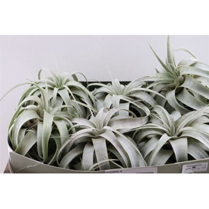 Xerographica X6