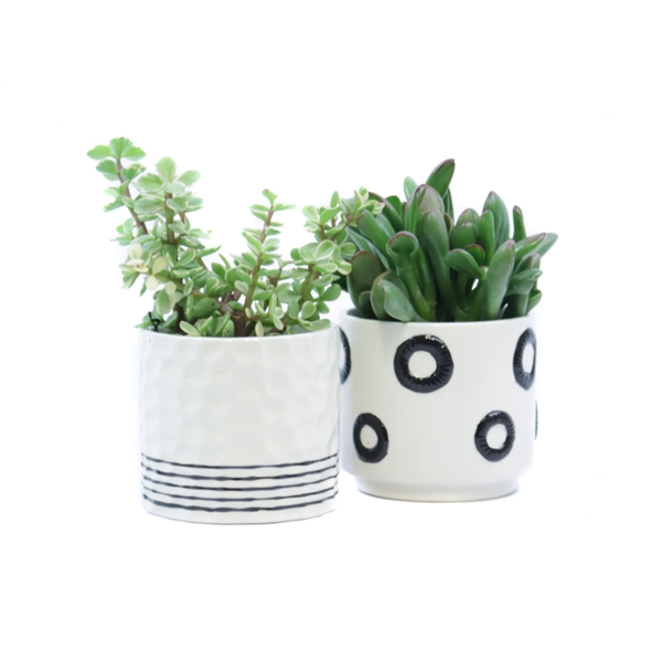 <h4>Succulent 8,5 cm in circle stripe pattern sierpot</h4>