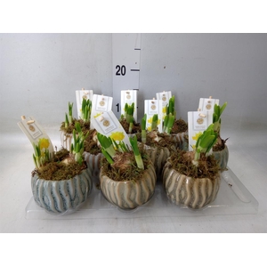 Arr.  Narcissus Tete Tete H%