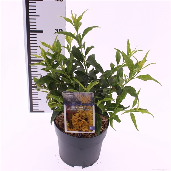 <h4>Forsythia x intermedia 'Mikador'</h4>