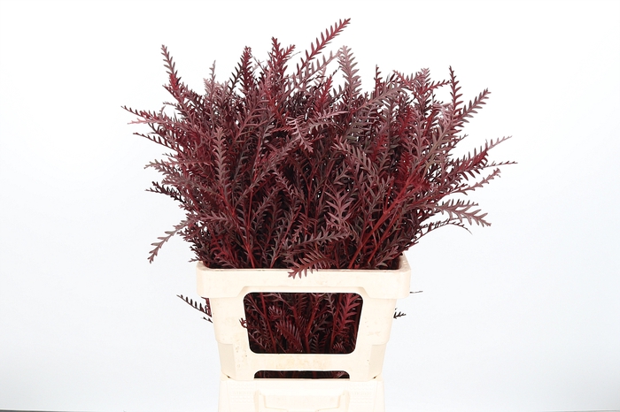 <h4>Chasmantium Kl Bh Bordeaux</h4>